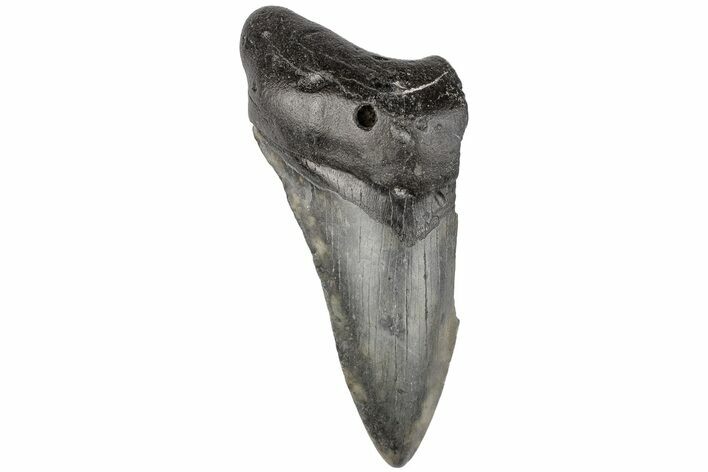 Partial, Fossil Megalodon Tooth #194010